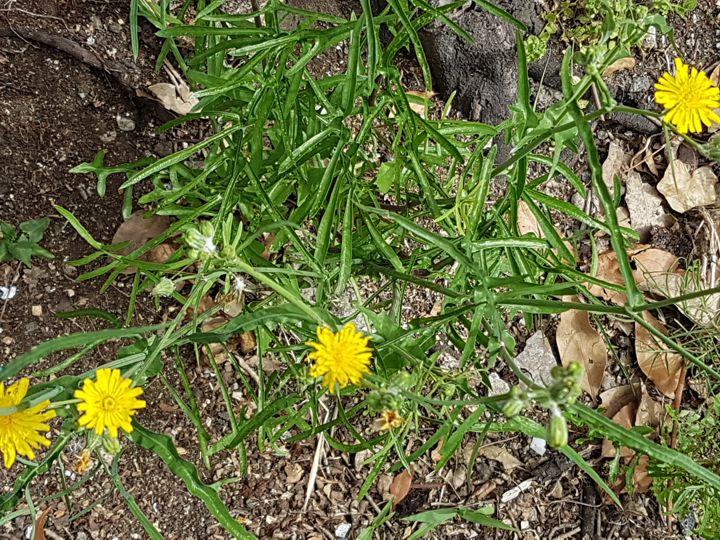 Asteracea dal fiore giallo: Sonchus cfr. tenerrimus