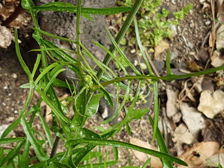 Asteracea dal fiore giallo: Sonchus cfr. tenerrimus