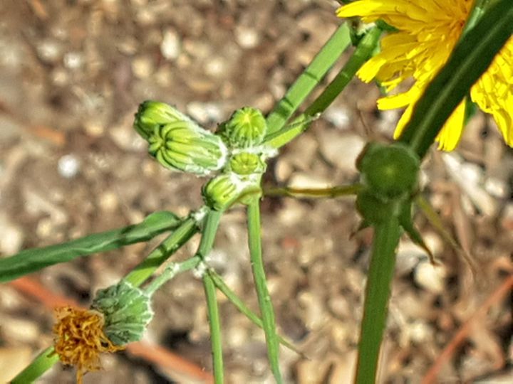 Asteracea dal fiore giallo: Sonchus cfr. tenerrimus