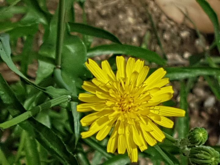 Asteracea dal fiore giallo: Sonchus cfr. tenerrimus