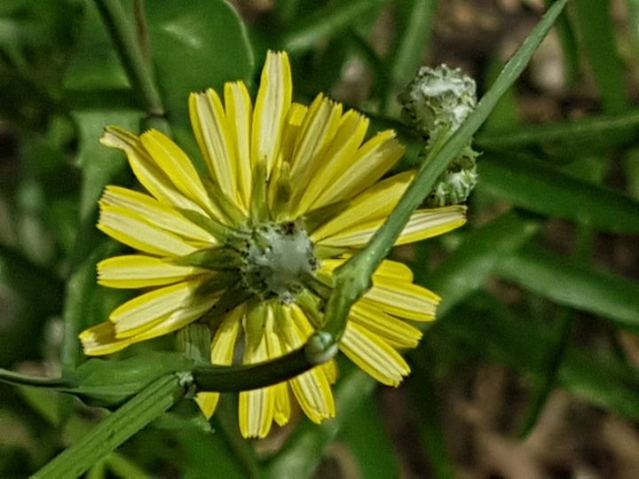 Asteracea dal fiore giallo: Sonchus cfr. tenerrimus