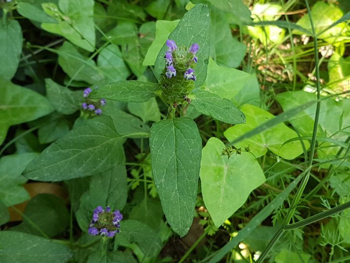 Lamiacea : Prunella vulgaris