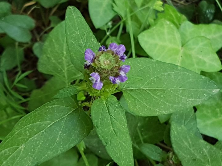 Lamiacea : Prunella vulgaris