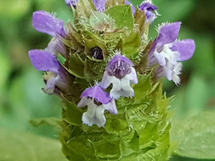 Lamiacea : Prunella vulgaris
