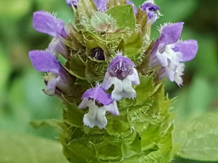 Lamiacea : Prunella vulgaris