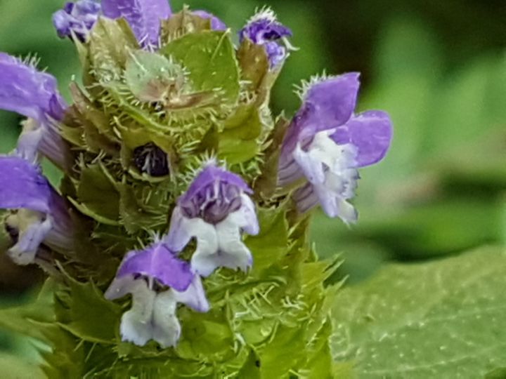 Lamiacea : Prunella vulgaris