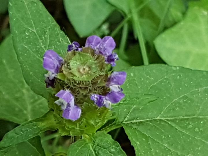 Lamiacea : Prunella vulgaris