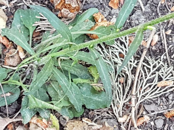 Campanulacea incognita: Campanula rapunculus