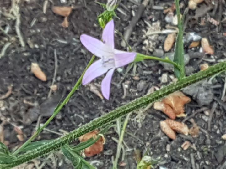 Campanulacea incognita: Campanula rapunculus