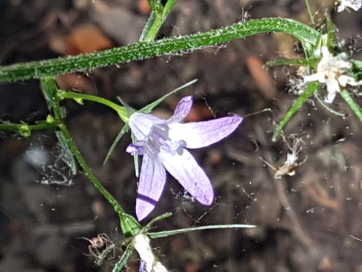 Campanulacea incognita: Campanula rapunculus