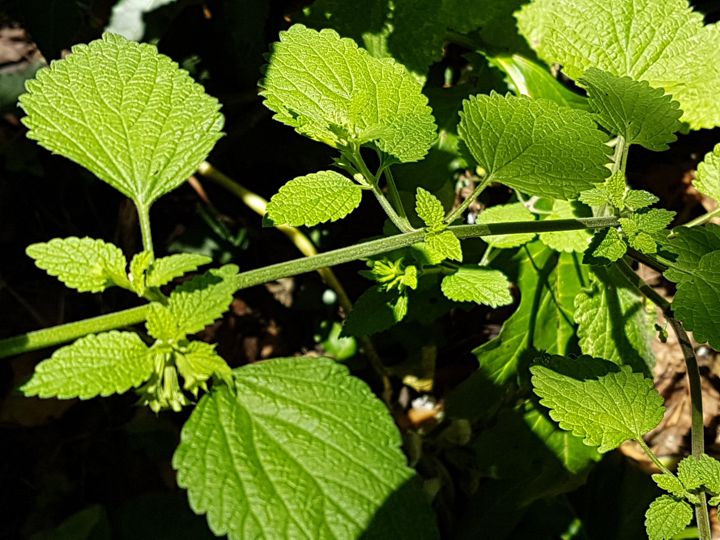 Ballotta nigra (Lamiaceae)