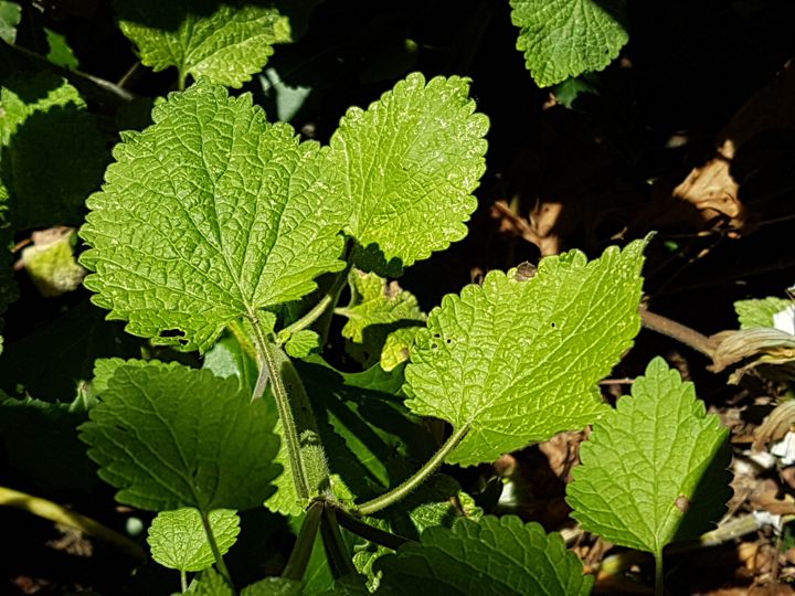 Ballotta nigra (Lamiaceae)