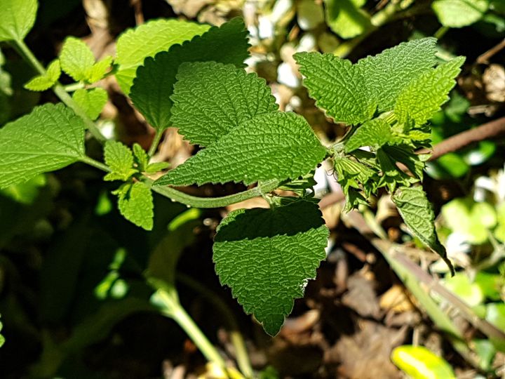 Ballotta nigra (Lamiaceae)