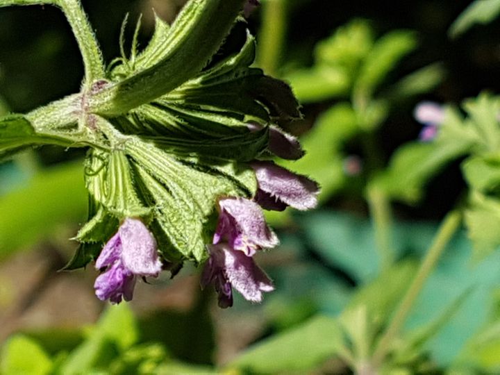 Ballotta nigra (Lamiaceae)