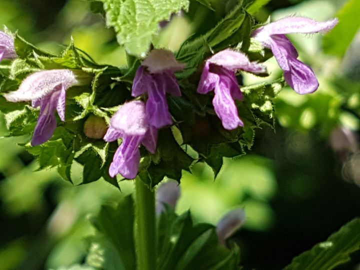 Ballotta nigra (Lamiaceae)