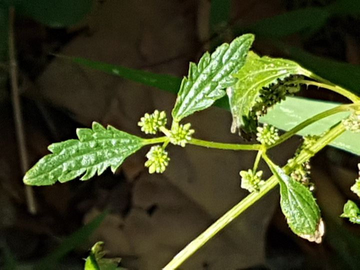 Urtica urens (Urticaceae)