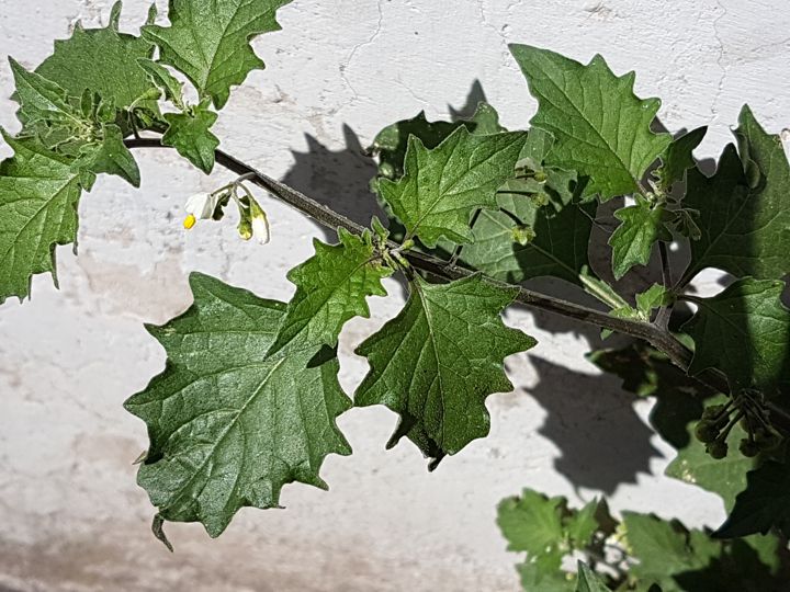 forse  una variet di Solanum nigrum?  S !