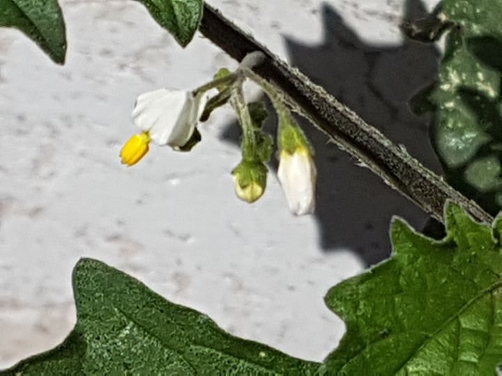 forse  una variet di Solanum nigrum?  S !