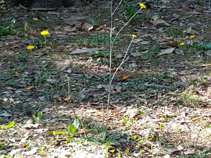 Asteracea con fiore giallo: Hypochaeris radicata