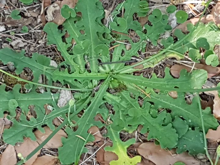 Asteracea con fiore giallo: Hypochaeris radicata