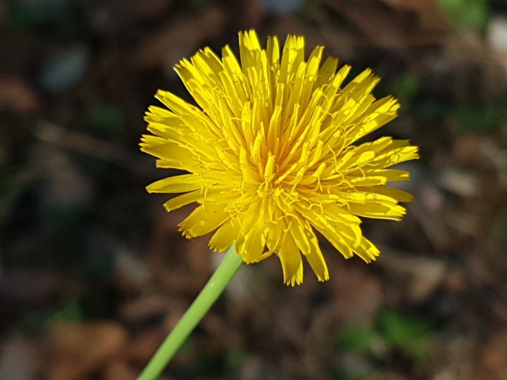 Asteracea con fiore giallo: Hypochaeris radicata