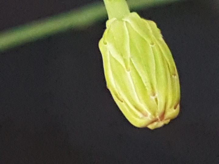 Asteracea con fiore giallo: Hypochaeris radicata