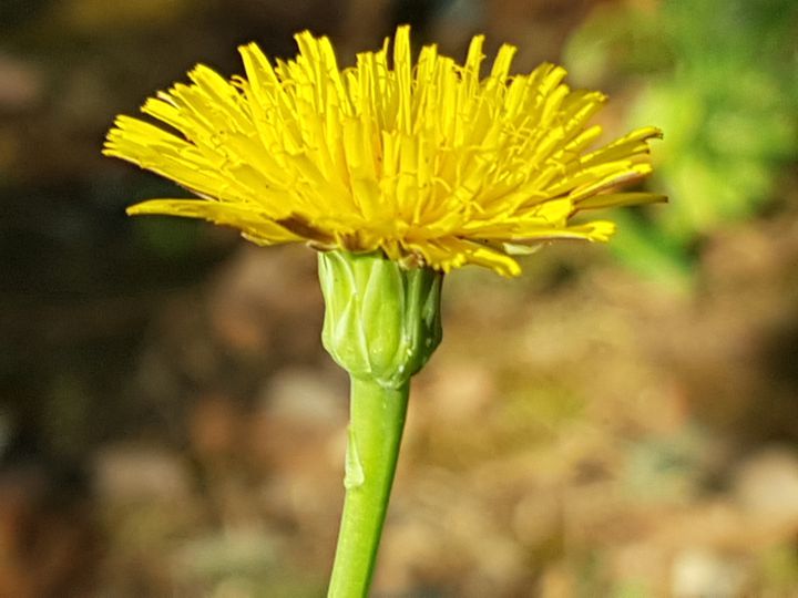 Asteracea con fiore giallo: Hypochaeris radicata