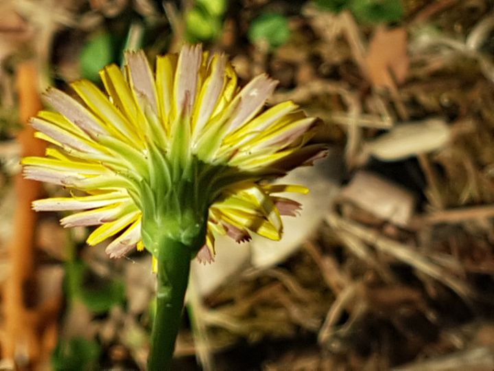 Asteracea con fiore giallo: Hypochaeris radicata