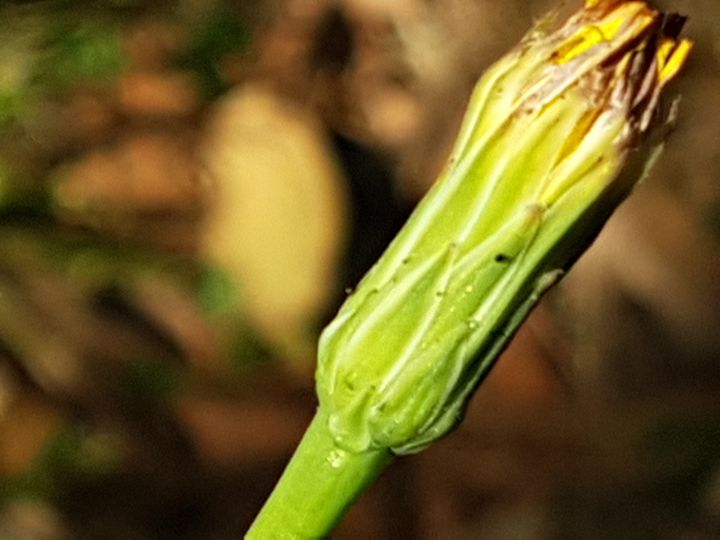 Asteracea con fiore giallo: Hypochaeris radicata