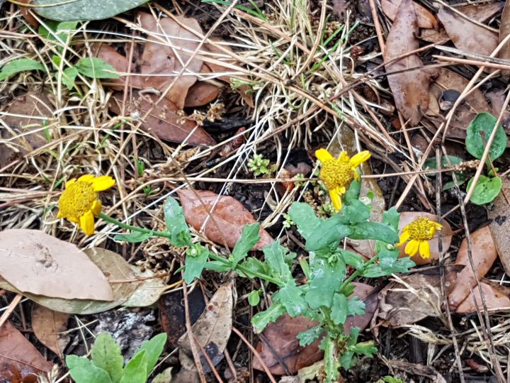 Asteracea piccola e malandata: Coleostephus myconis o Glebionis segetum