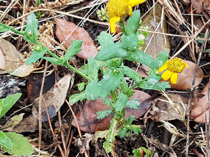 Asteracea piccola e malandata: Coleostephus myconis o Glebionis segetum