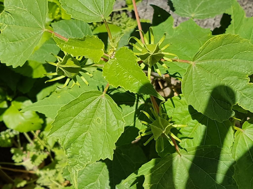 Piantina con bocciolo caratteristico: Hibiscus sp.