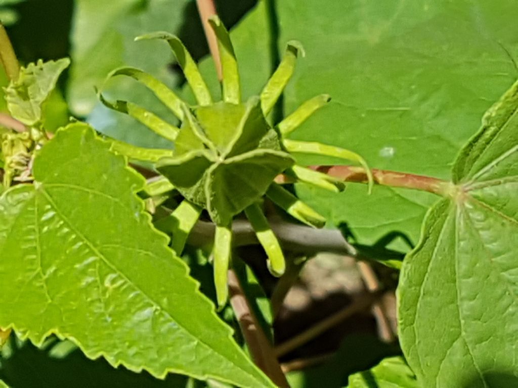 Piantina con bocciolo caratteristico: Hibiscus sp.