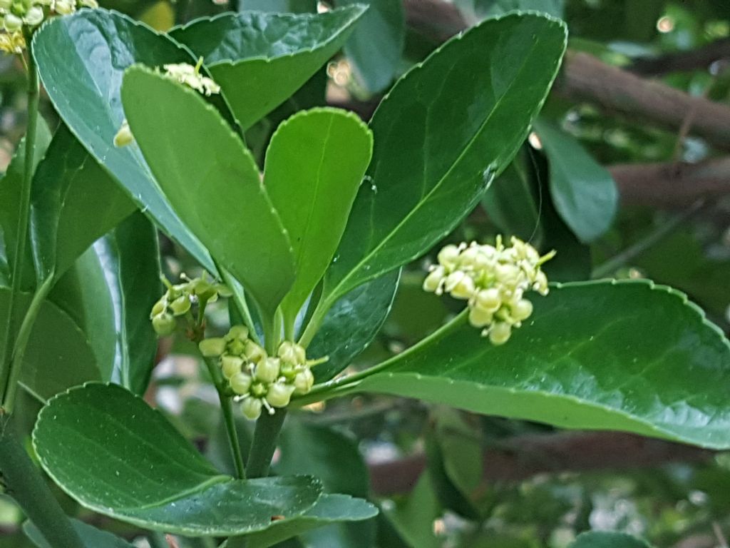 Euonymus japonicus (Celastraceae)