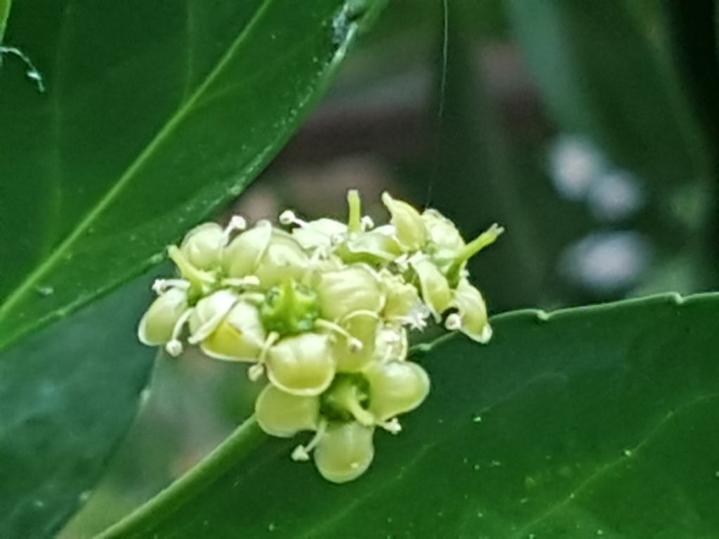 Euonymus japonicus (Celastraceae)