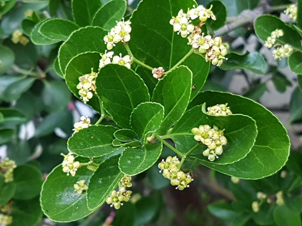 Euonymus japonicus (Celastraceae)