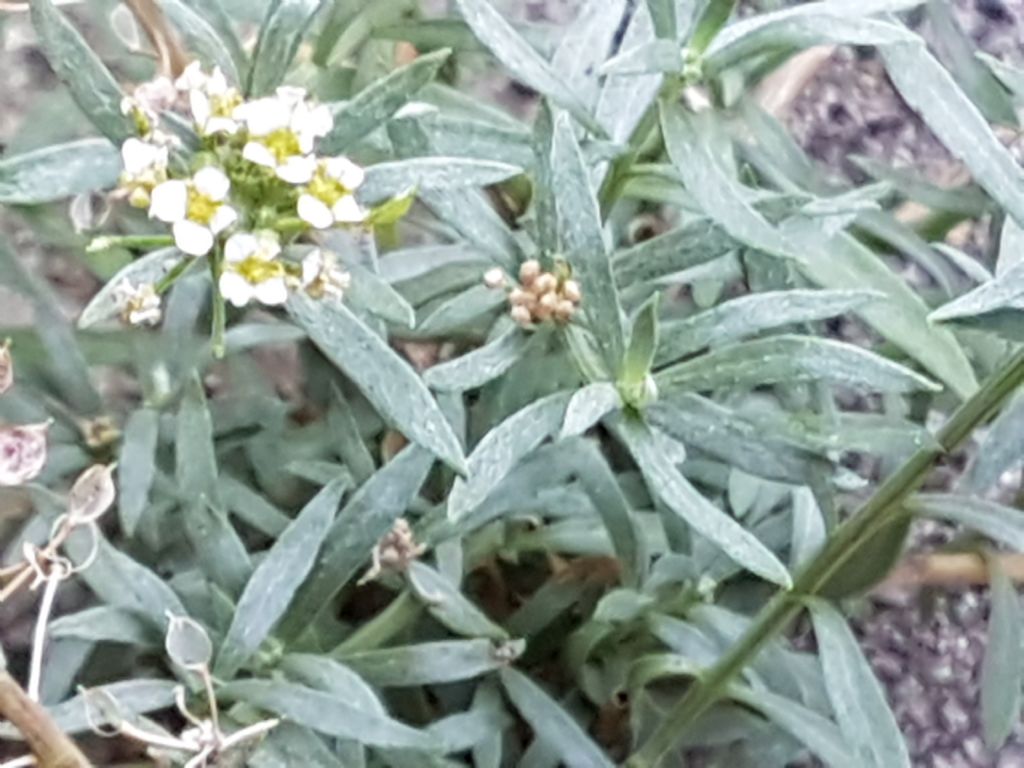 Lepidium graminifolium o Lobularia maritima (Brassicaceae [ex Cruciferae])