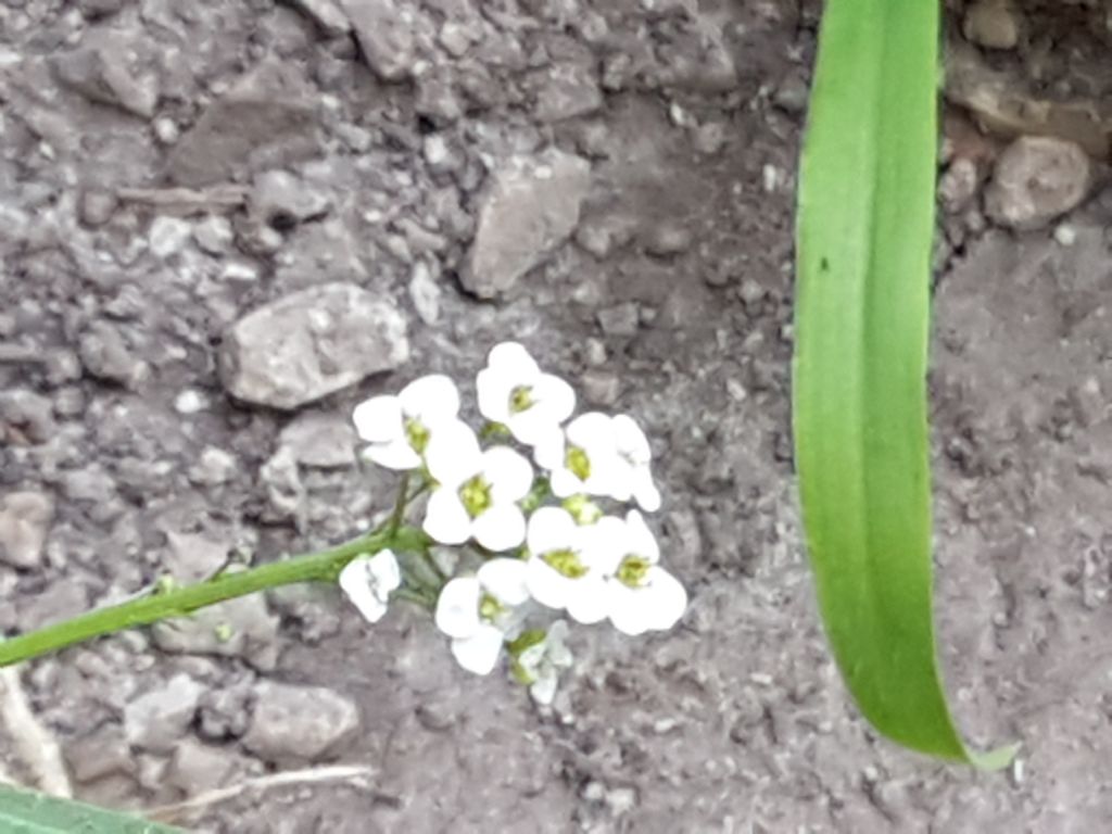 Lepidium graminifolium o Lobularia maritima (Brassicaceae [ex Cruciferae])