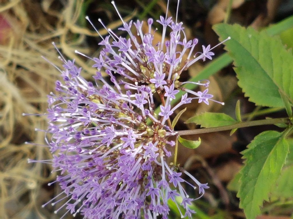 Infiorescenza celeste: Trachelium caeruleum (Campanulaceae)