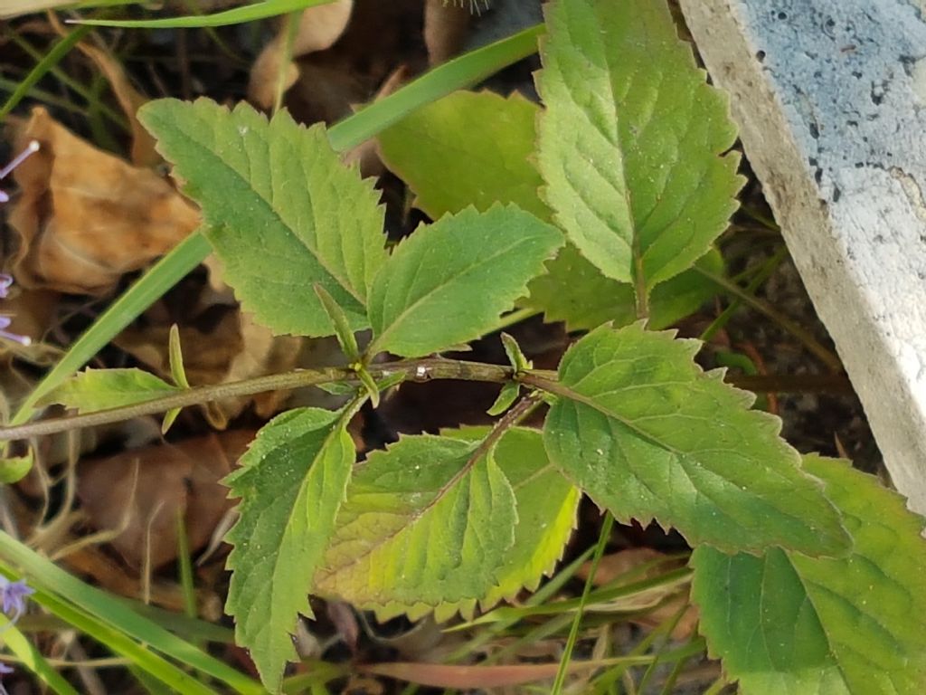 Infiorescenza celeste: Trachelium caeruleum (Campanulaceae)