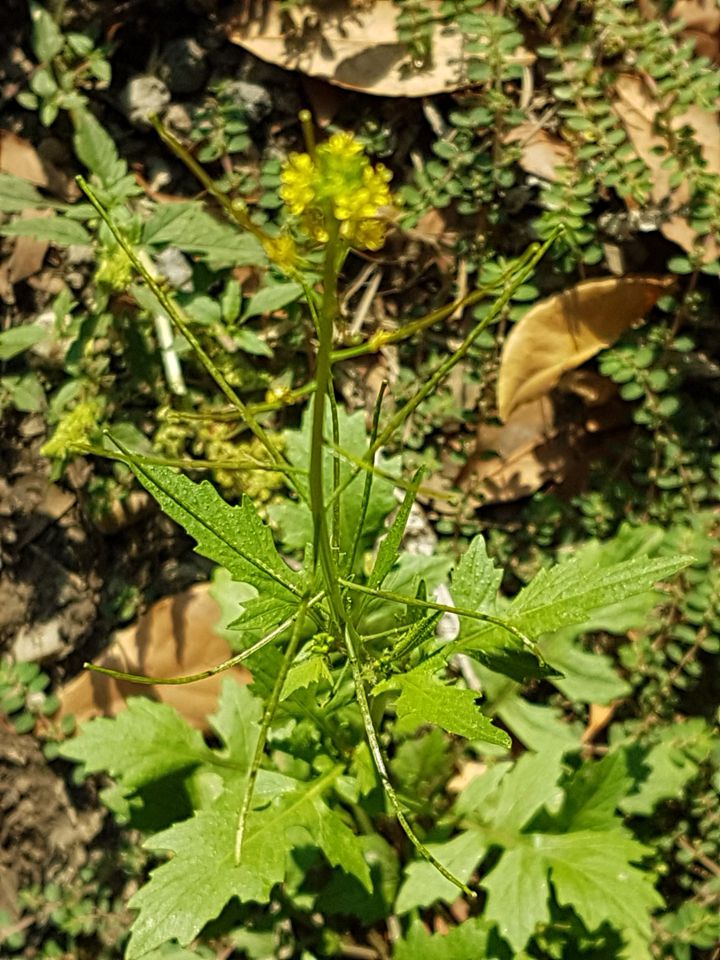 Crucifera? S, ma ora Brassicacea: Sisymbrium irio