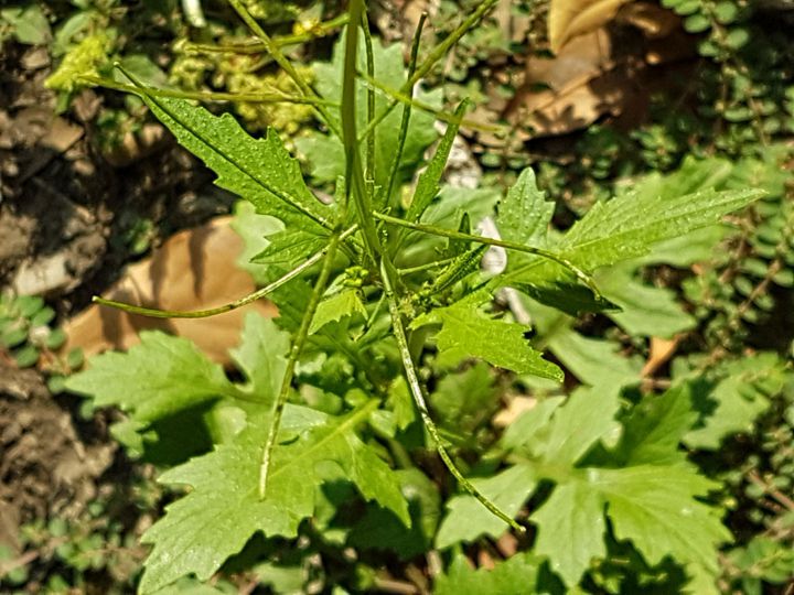 Crucifera? S, ma ora Brassicacea: Sisymbrium irio