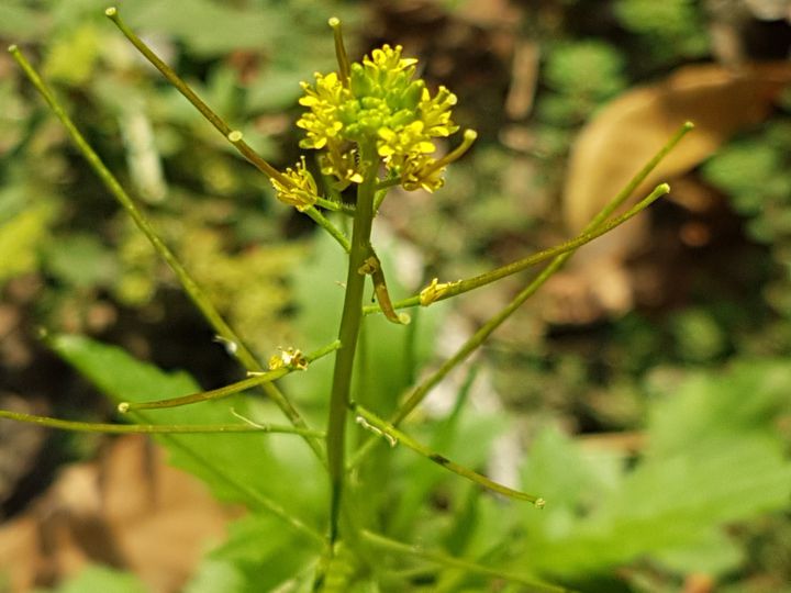 Crucifera? S, ma ora Brassicacea: Sisymbrium irio