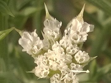 Apiacea sulla duna - Echinophora spinosa