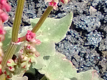Rumex scutatus