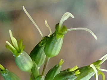 Silene otites