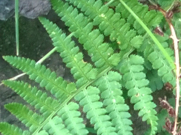 Dryopteris sp.