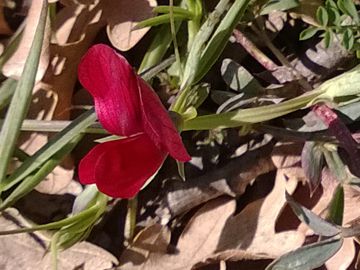 Fabacea - Lathyrus cfr. cicera