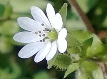 Stellaria media