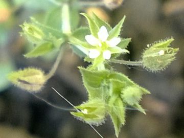 Arenaria cfr. leptoclados